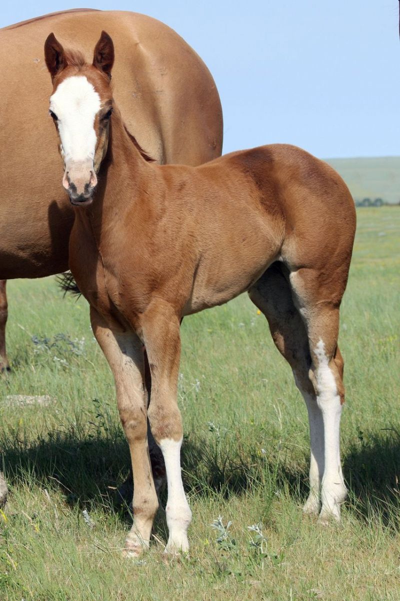 015 - Caseys Fame filly